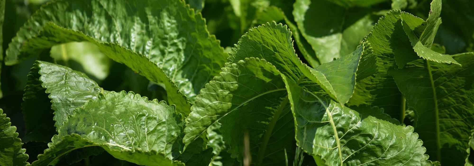 Rábano picante: siembra, cultivo, cosecha